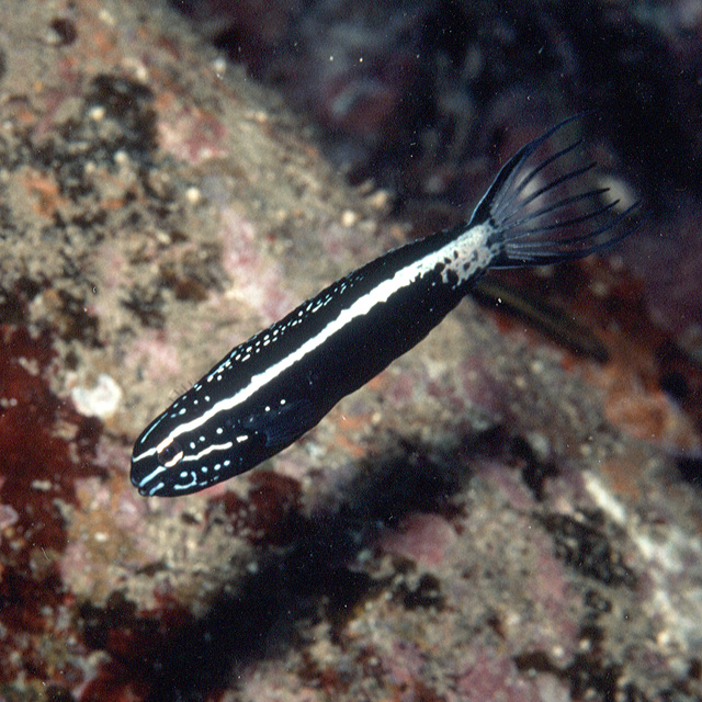 Meiacanthus kamoharai